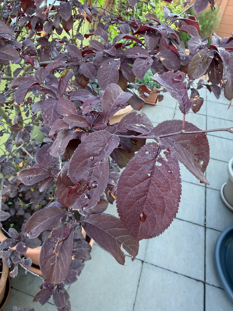 De kenmerkende donkerrode bladeren en takken van een kerspruim zijn zichtbaar. De plant staat in een pot op een getegeld terras.