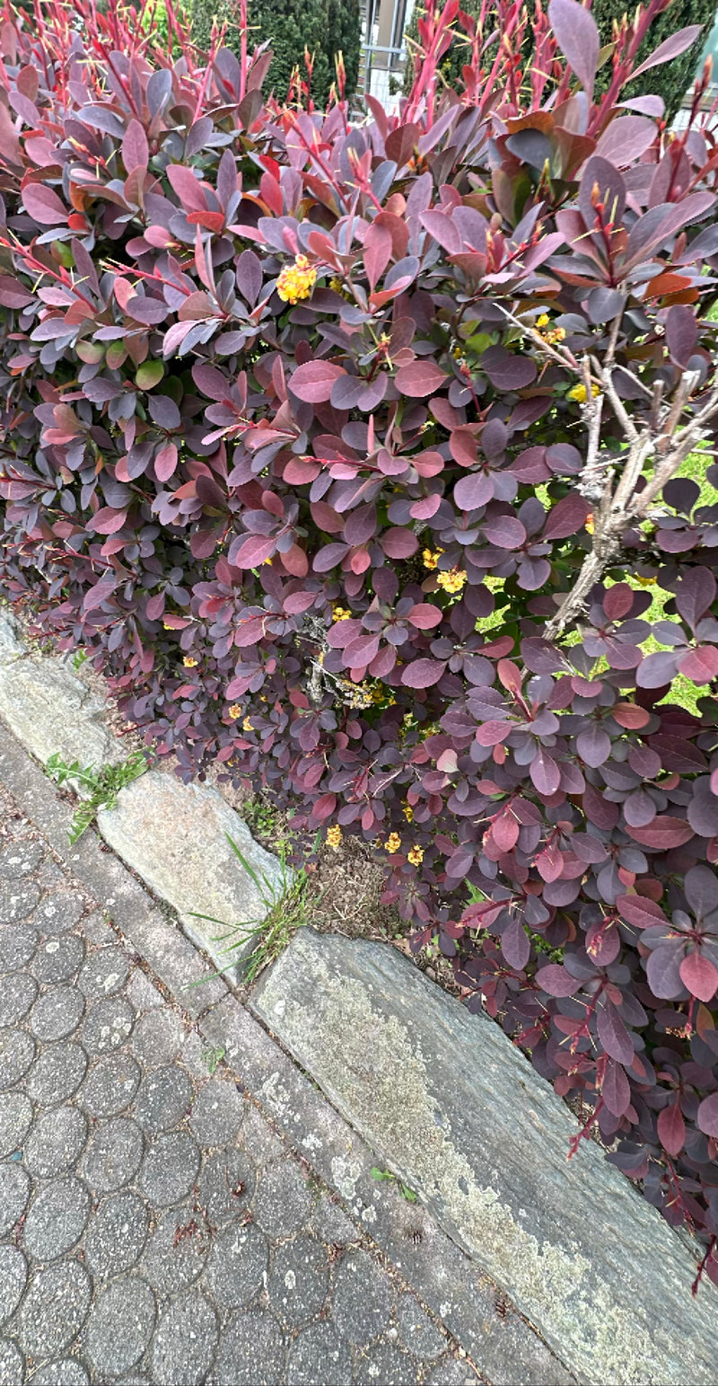 Bloedberberis — Bild 1
