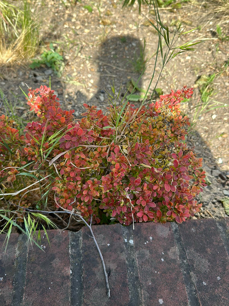 Te zien is een compacte struik van de purperen berberis met opvallende roodachtige bladeren. De plant groeit voor een lage stenen muur op zandgrond.