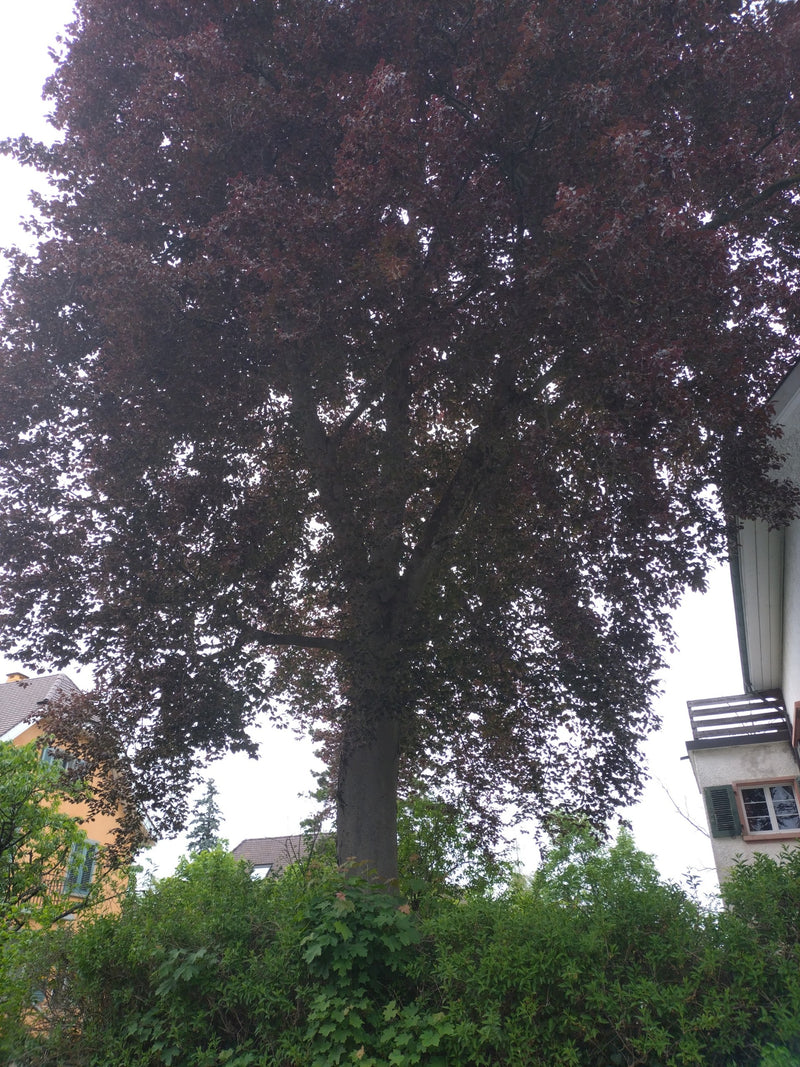 Europese beuk — Bild 1