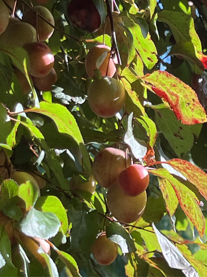 De afbeelding toont rijpende vruchten en groene bladeren van een kerspruim aan een boomtak. De kleine, ronde pruimen hangen tussen het bladerdak in het zonli...
