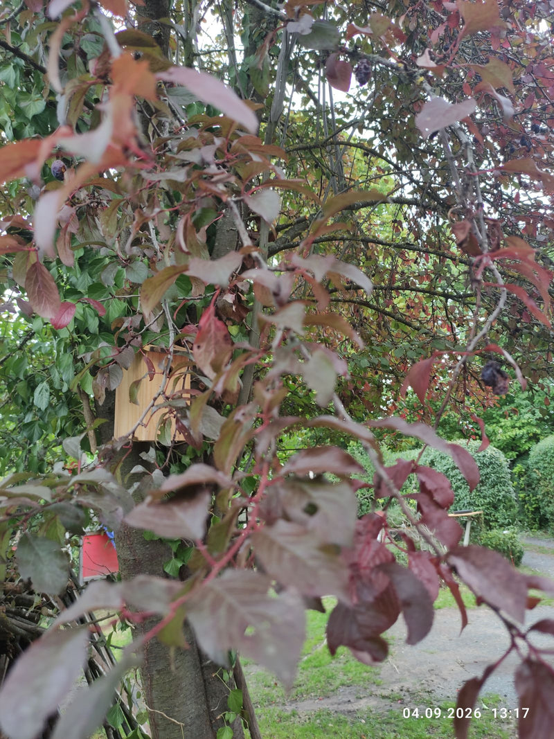 Te zien is een tak van de roodbladige kerspruim met donkerrode bladeren en enkele vruchten tegen een achtergrond van een tuin. De plant is in de groei.