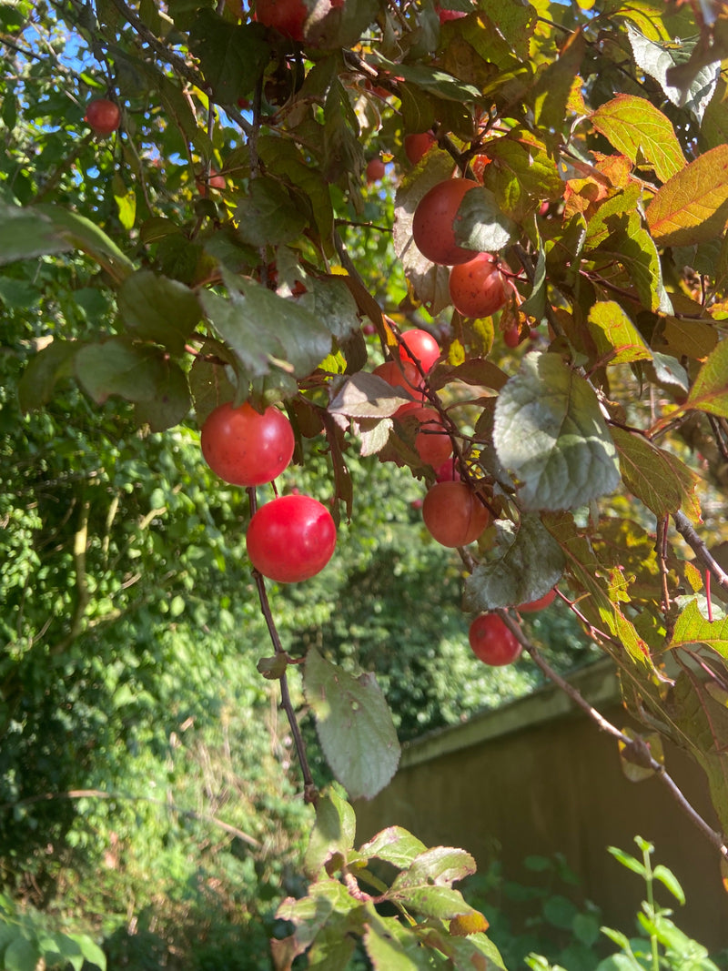 De afbeelding toont rode kerspruimen hangend aan de takken van een boom. Ze zijn omringd door groen blad en worden verlicht door zonlicht.