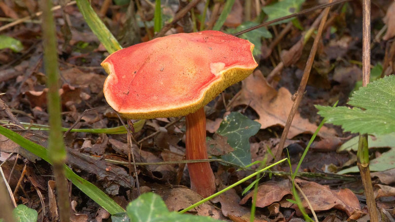 Blutroter Röhrling — Bild 2