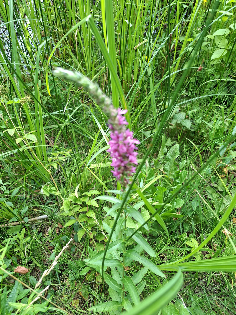 Er is een bloeiende kattenstaartplant te zien met opvallende purperrode bloeiwijzen. Deze groeit te midden van groen gras en oevervegetatie.