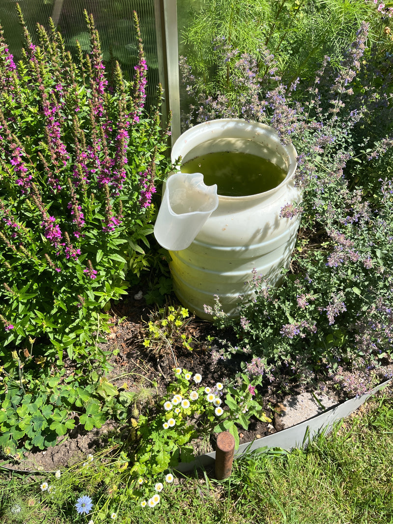 De afbeelding toont een bloeiende groep kattenstaart met levendige purperen bloemaren naast een witte regenton. De plant groeit in een zonnige tuinenborder.