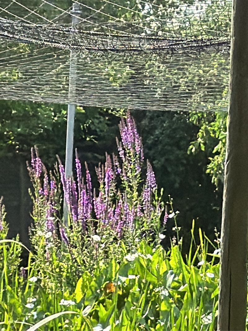 Er is een groep bloeiende kattenstaartplanten te zien met karakteristieke purperrode bloemaren. Ze staan in een groene zone onder een gespannen net.