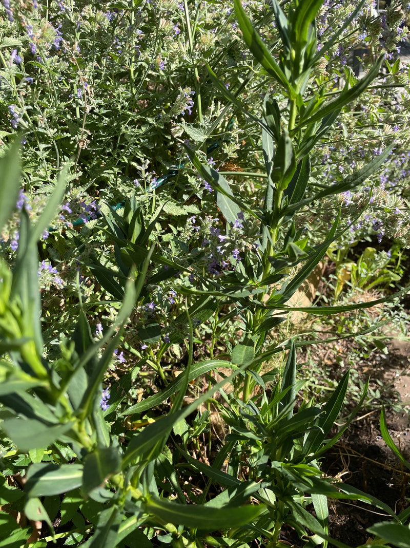 Een groene plante met langwerpige bladeren is te zien in een tuinbed. De sterke stengel groeit rechtop tussen andere vegetatie.