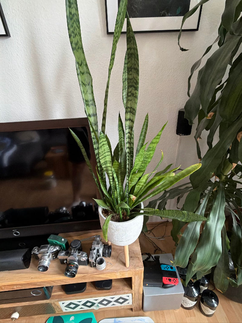 Te zien is een sanseveria in een witte bloempot op een houten meubel in een kamer. De lange, rechtopstaande bladeren tonen het typische getroonde groen.