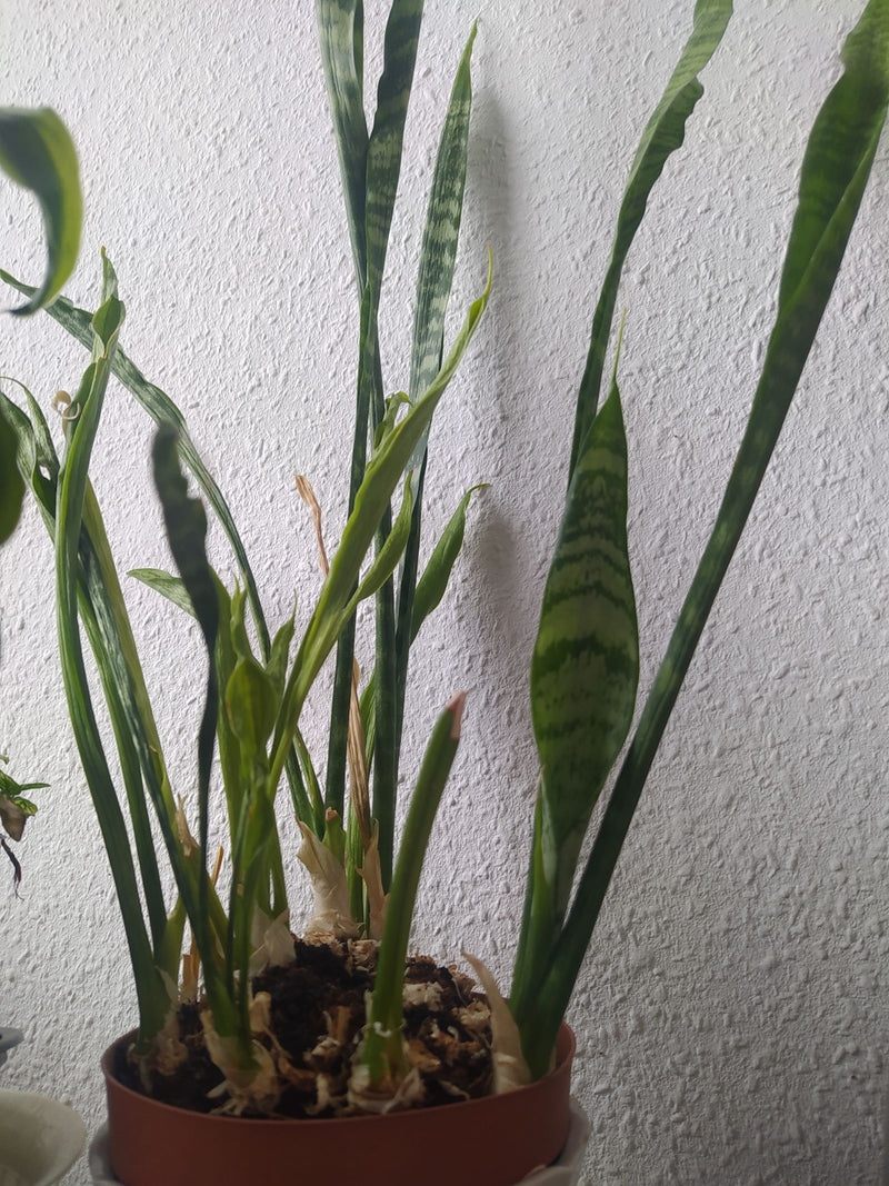Bogenhanf — Bild 1