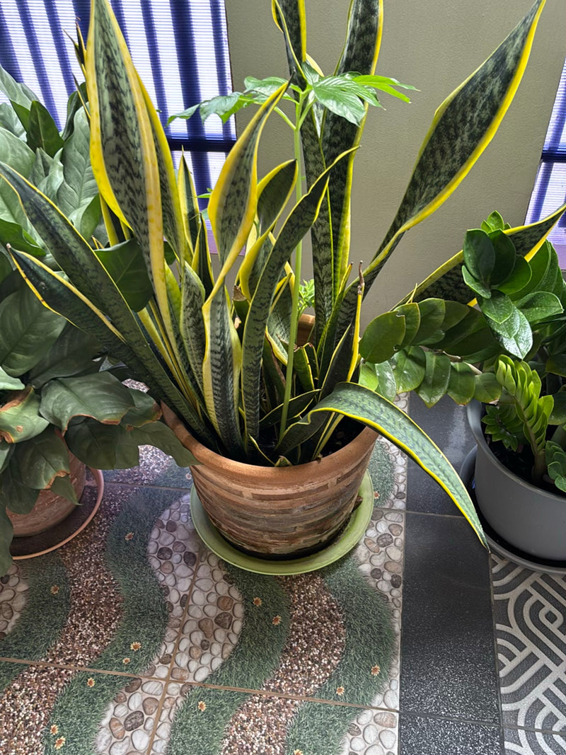 Te zien is een Vrouwentongen met typische, recht omhoog groeiende bladeren met gele randen. De plant staat in een stenen pot op een tegelvloer.