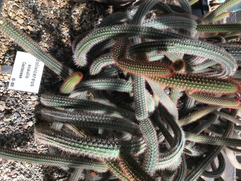 Bolivianischer Kaktus — foto 1 van 1