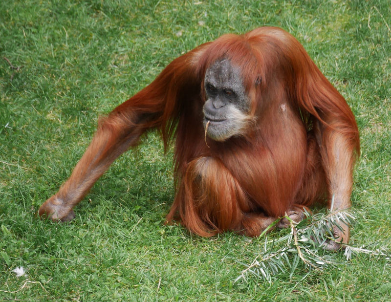 Borneose orang-oetan — Bild 1