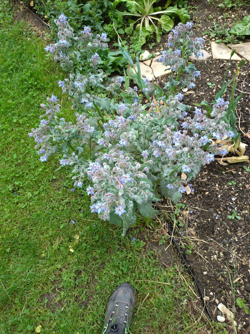 Bernagie — Bild 1