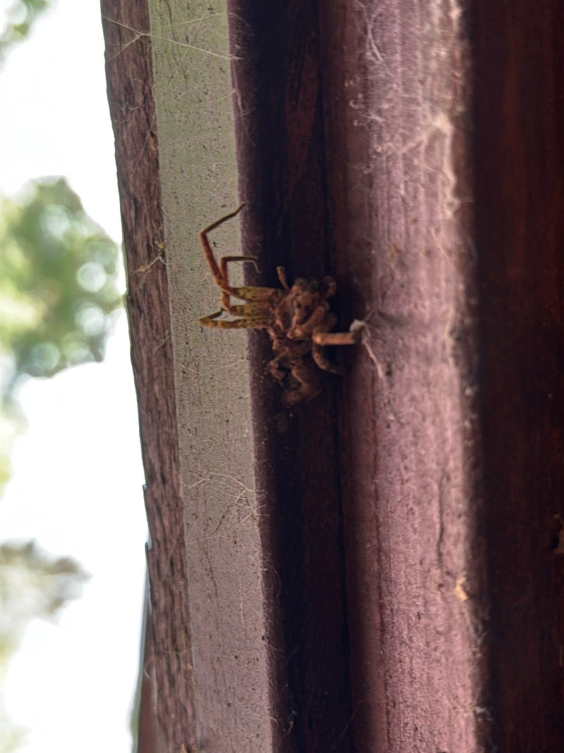 Brückenspinne — Bild 1