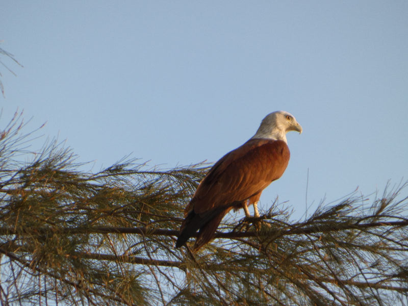 Brahmaanse wijding — Bild 1