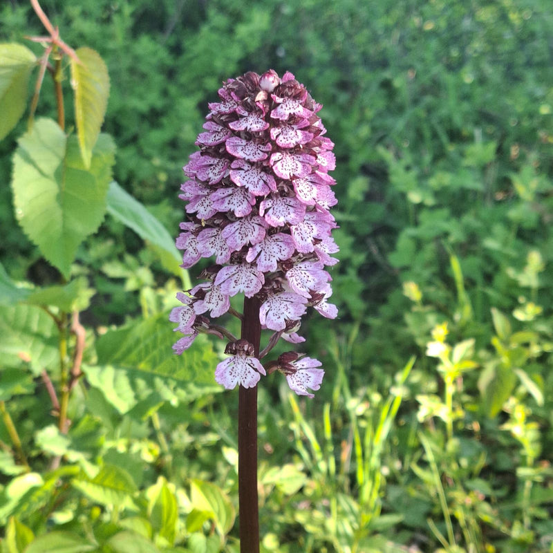 Verbrande orchidee — Bild 1
