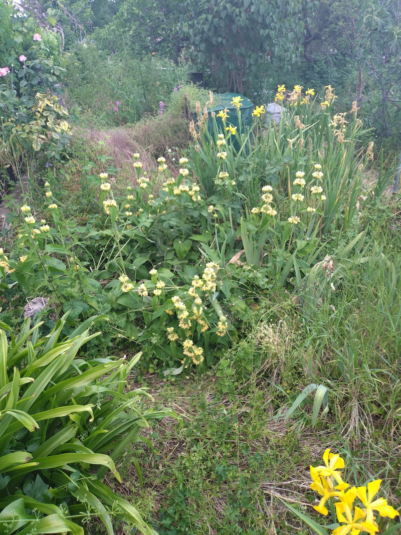 Brandkraut — Bild 1