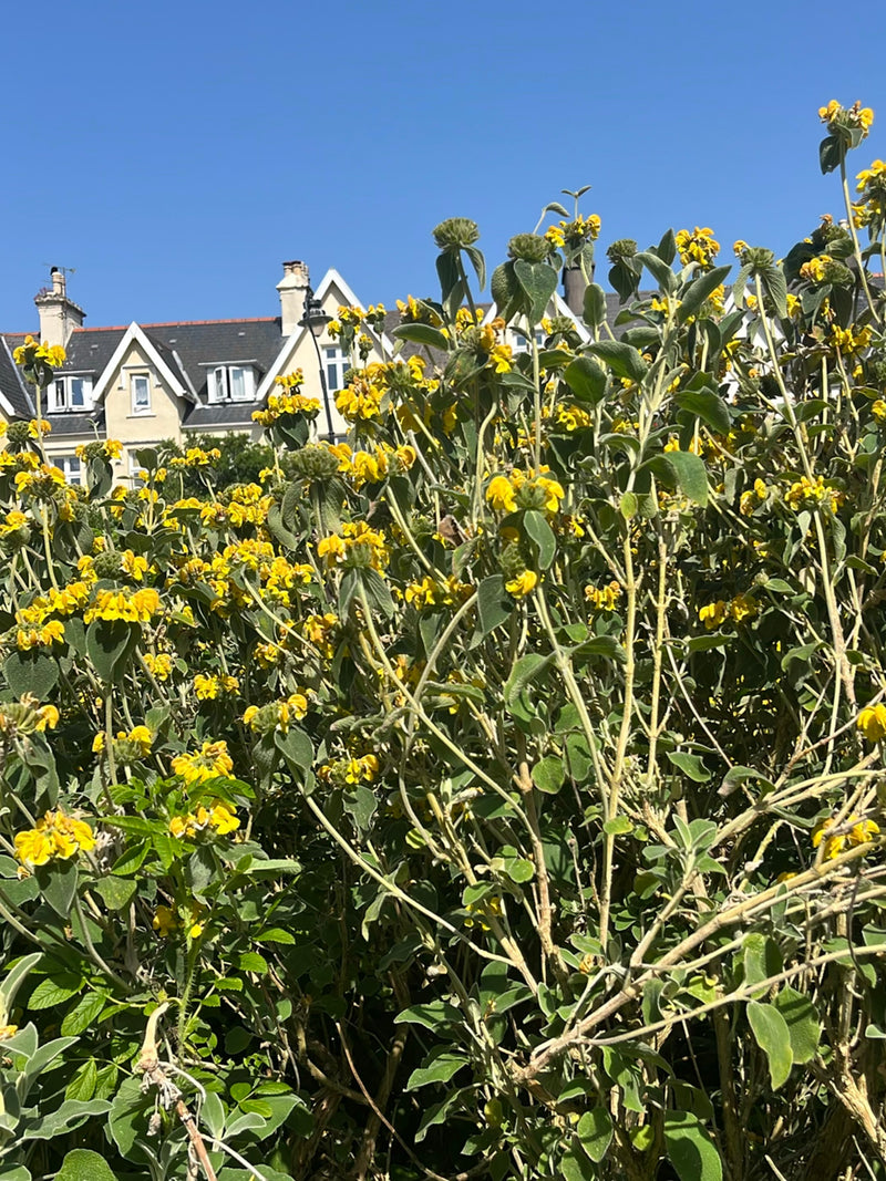 Wilgenroosje — Bild 1
