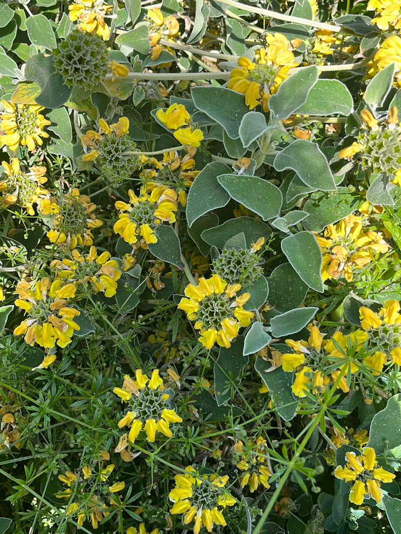 Wilgenroosje — Bild 2