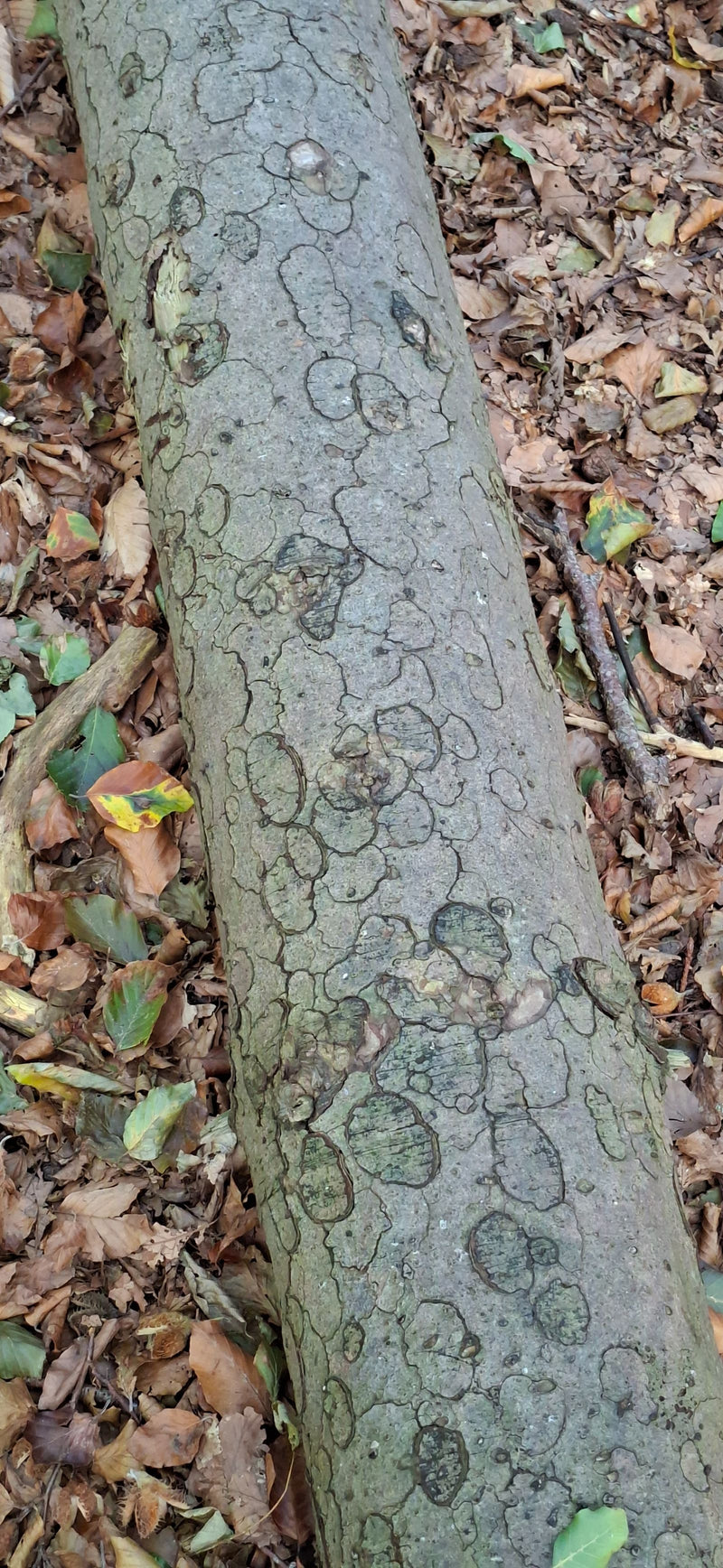 Brandkrustenpilz — foto 1 van 1