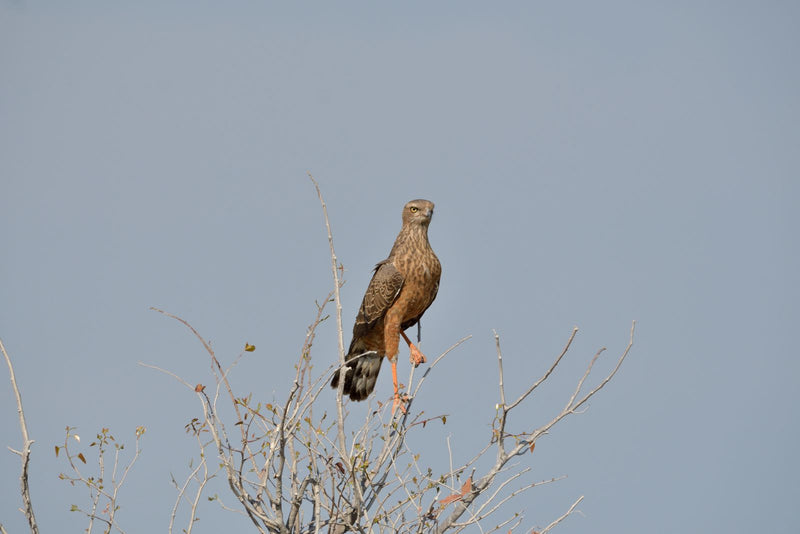 Braun-Schlangenadler — foto 1 van 1