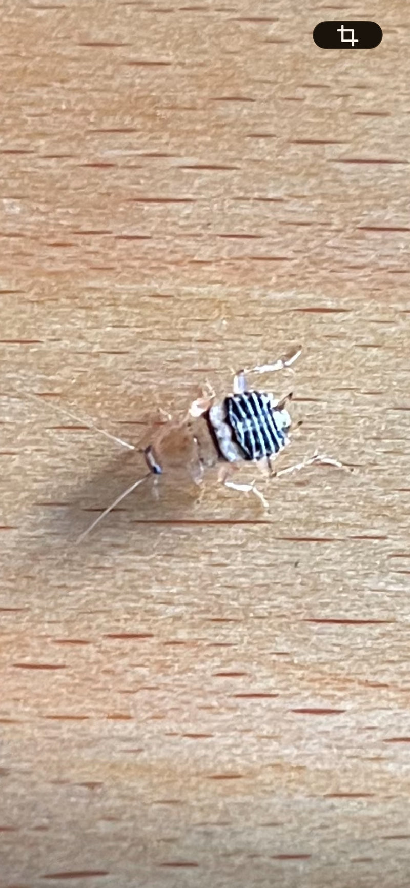Een nimf van de bruinbandkakkerlak met kenmerkende dwarstekening op het achterlijf zit op een houten oppervlak. Het insect is duidelijk zichtbaar.