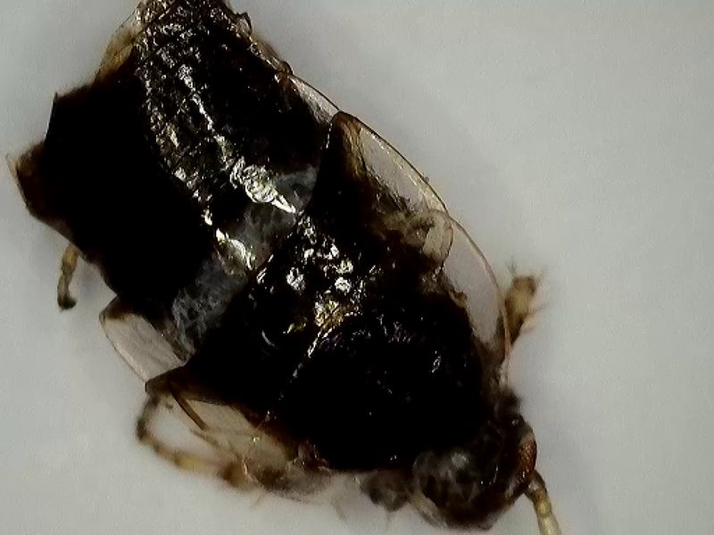 De afbeelding toont een close-up van een bruinbandkakkerlak op een lichte ondergrond. Het insect rust in een platte positie.