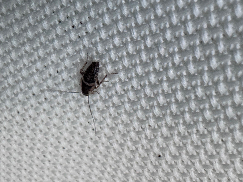 De afbeelding laat een bruinbandkakkerlak zien op een licht textieloppervlak. Het insect toont zijn typische lichaamskenmerken en lange sprieten.