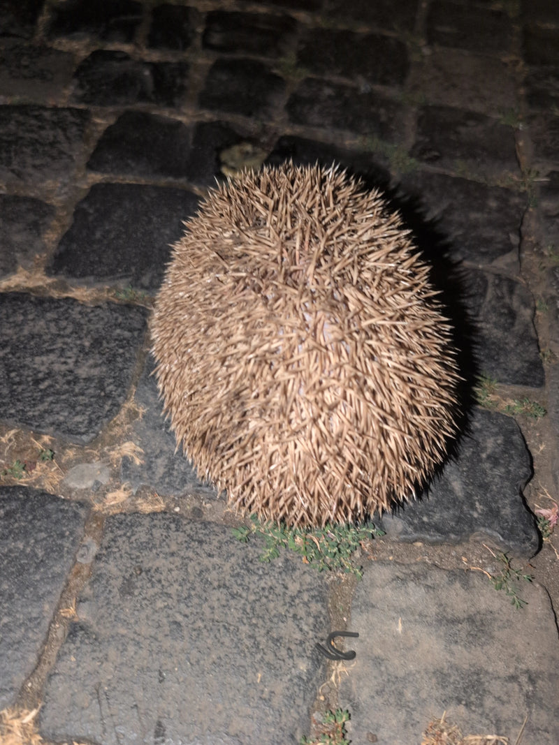 Een egel heeft zich volledig opgerold ter bescherming op donkere kasseien, waarbij alleen de stekels te zien zijn.