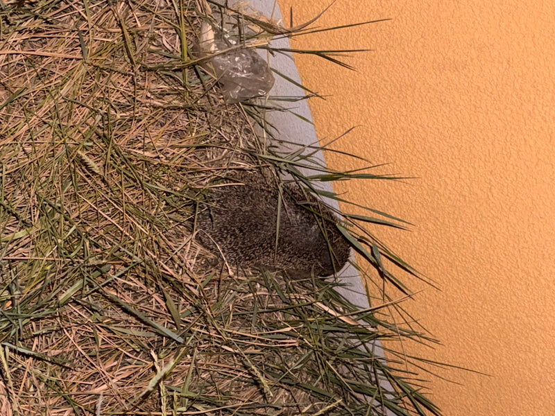 Een Europese egel ligt opgerold in het hoge gras vlakbij een oranje huismuur. Zijn stekels zijn goed te zien.