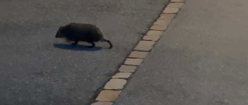 Een donkergekleurd knaagdier met een zichtbare staart loopt over een geasfalteerde weg.