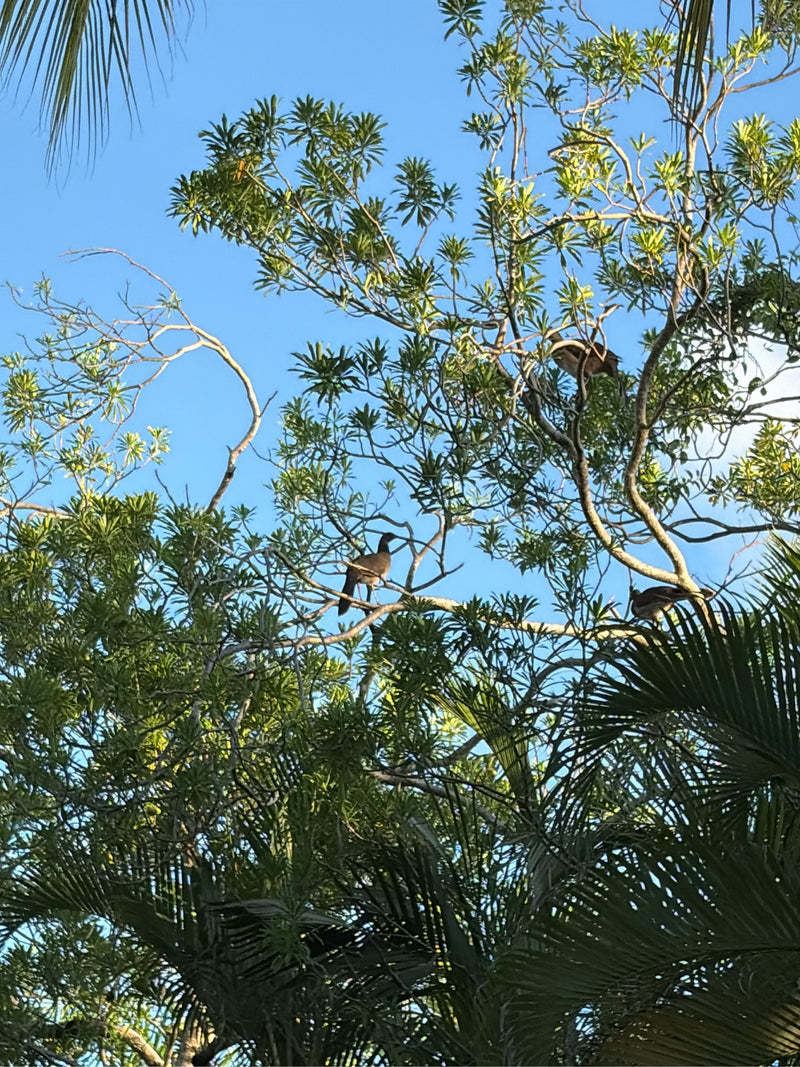 Braune Chachalaca — foto 1 van 1