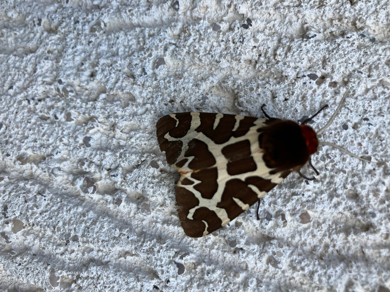 Een grote beer met kenmerkend geprofileerde vleugels zit op een lichte gepleisterde muur. Het insect rust roerloos op de ondergrond.