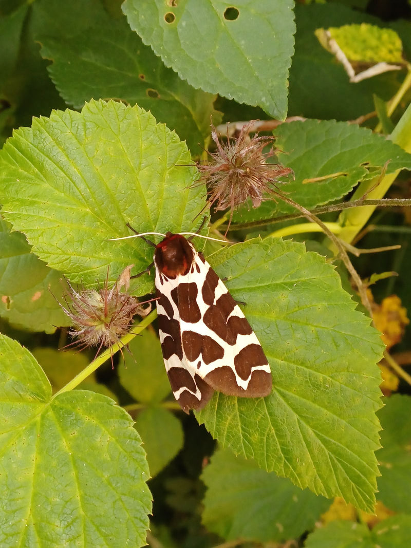 Een beervlinder met bruin-witte vleugels rust op groene bladeren. Het insect is duidelijk zichtbaar.