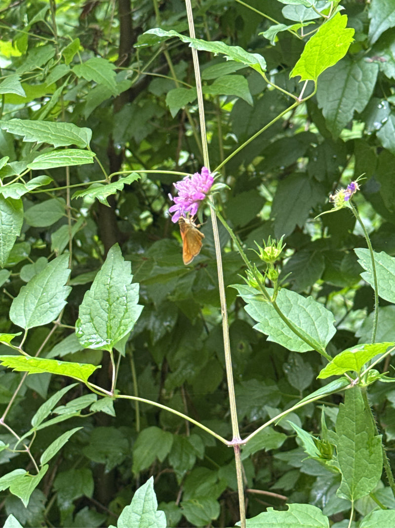 Bruine dikkopvlinder — Bild 4