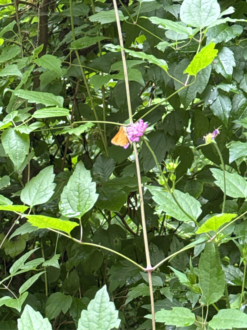 Bruine dikkopvlinder — Bild 2