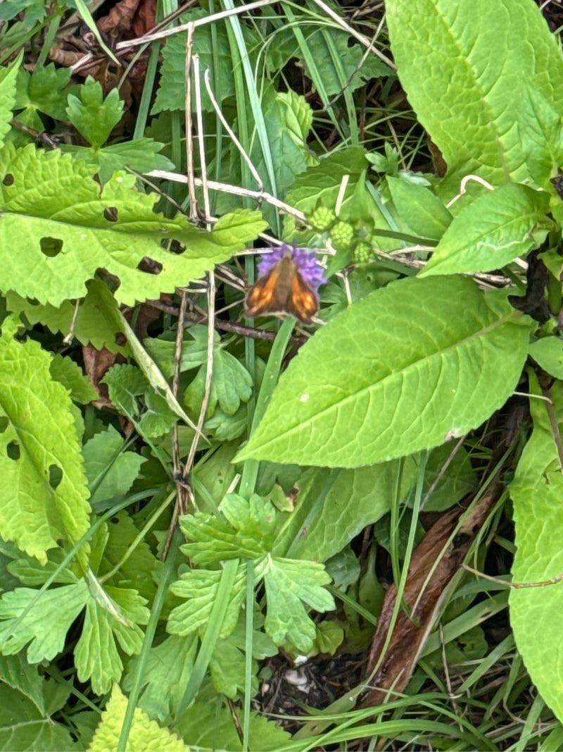 Bruine dikkopvlinder — Bild 5