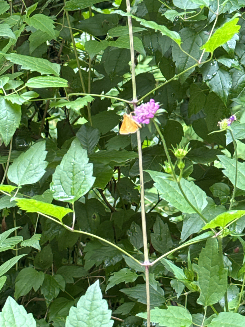 Bruine dikkopvlinder — Bild 3