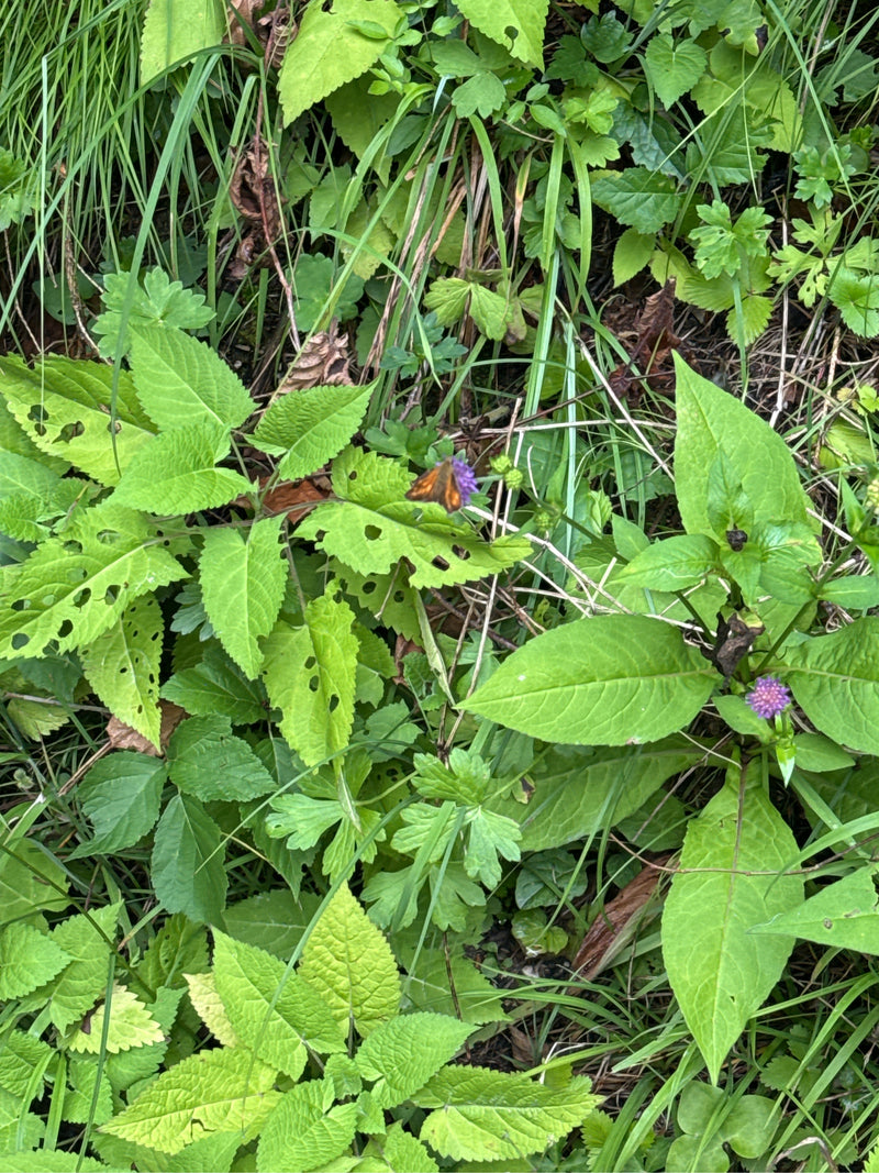 Bruine dikkopvlinder — Bild 1