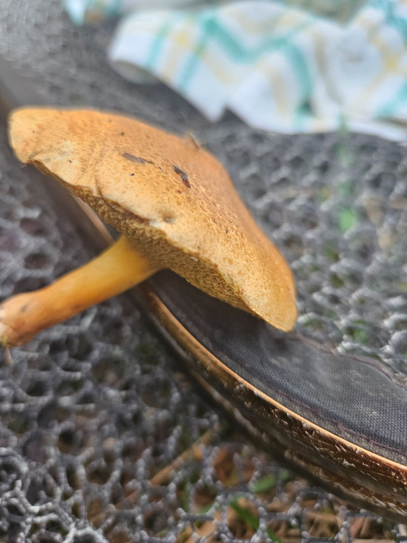 Te zien is een geplukt vruchtlichaam van een boleet uit het geslacht Suillus, met een gelige buisjeslaag en een okerbruine hoed.