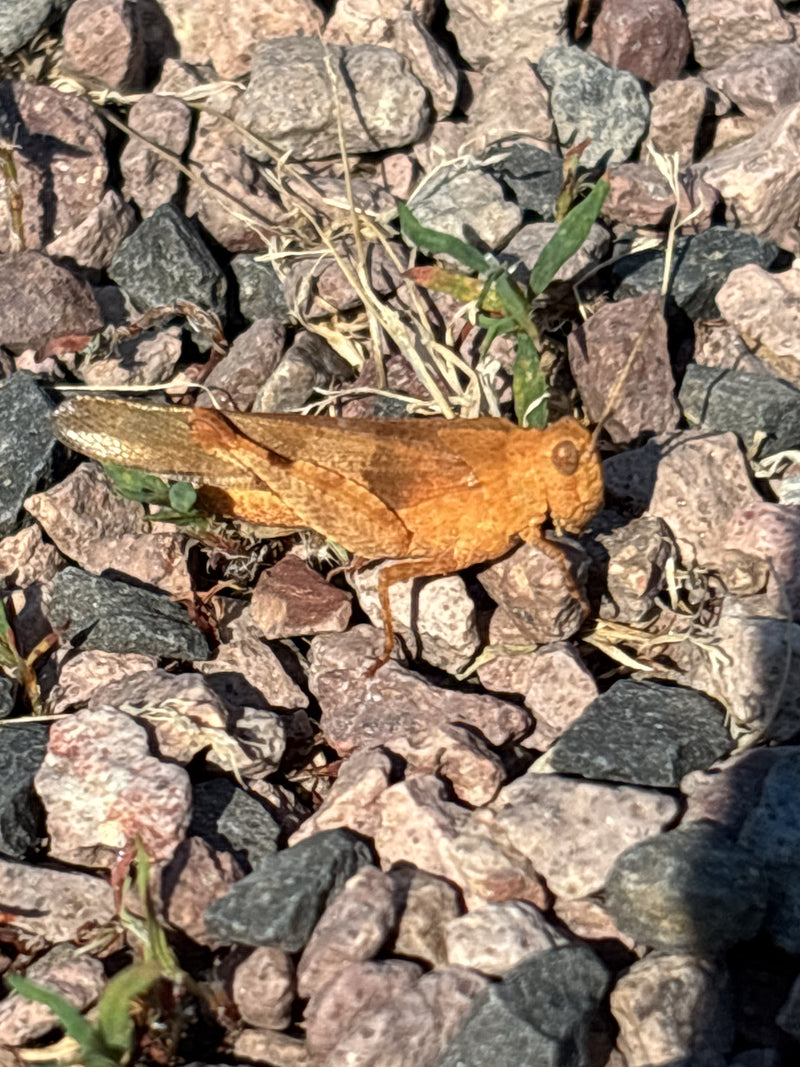 Bruine sprinkhaan — Bild 2