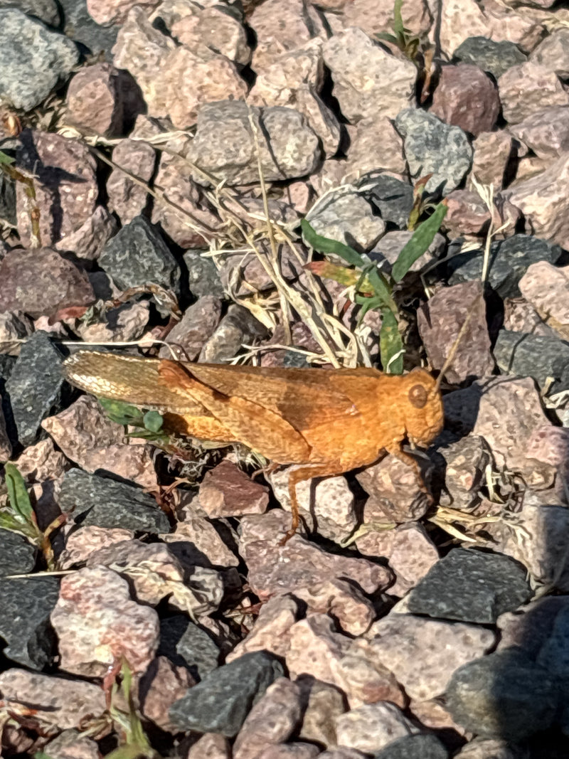 Bruine sprinkhaan — Bild 1