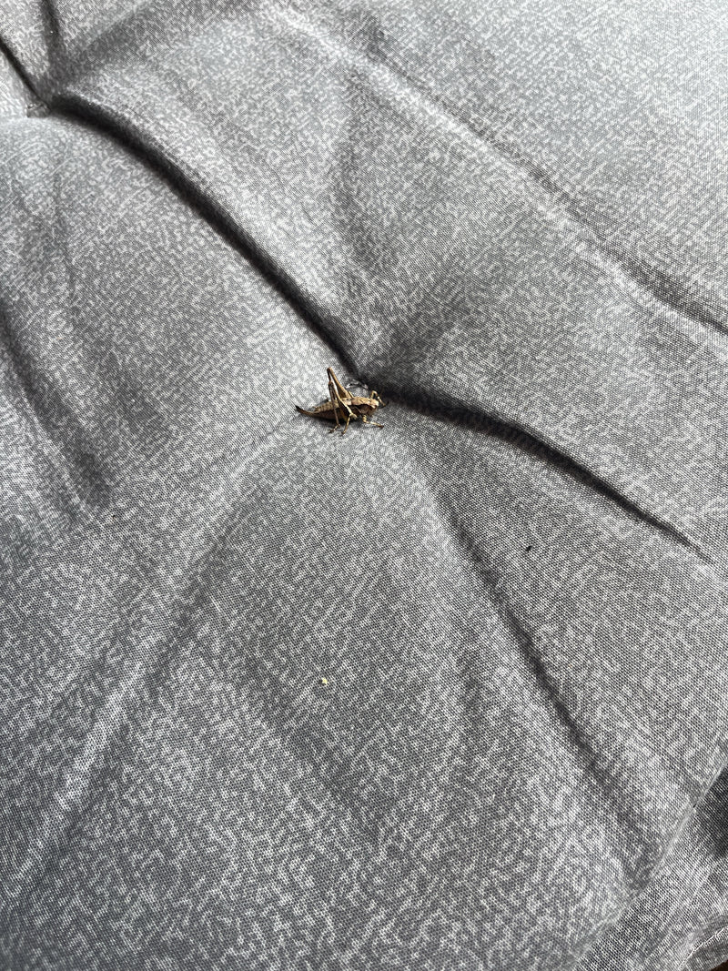 Bruine sprinkhaan — Bild 4