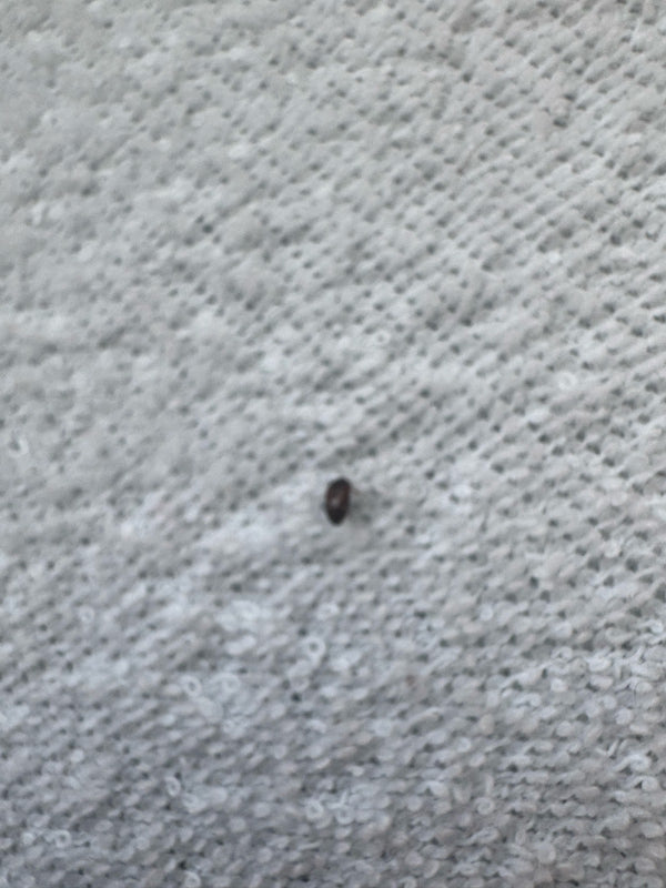 Een kleine bruine spekkever zit op een lichte textielstructuur. Het insect is erg klein en nauwelijks in detail te herkennen.