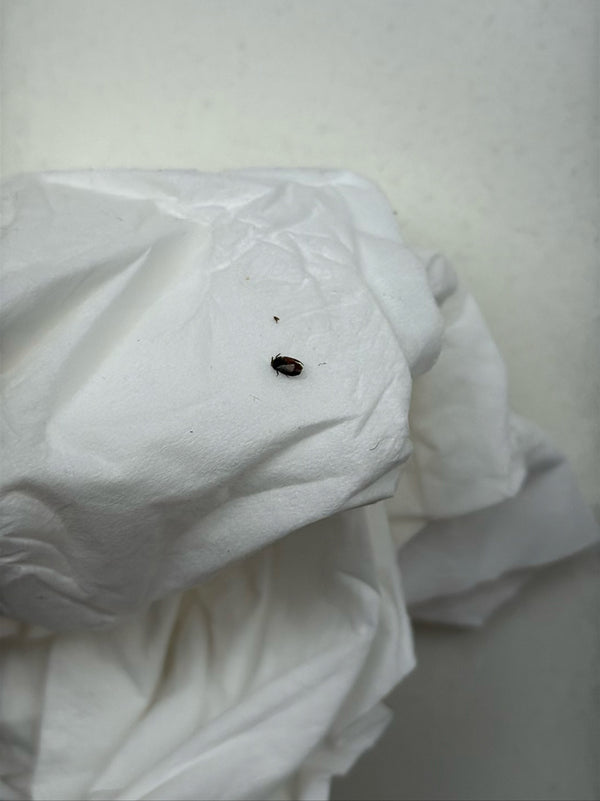 Een bruine peldorkever zit op een gekreukt wit papieren zakdoekje. Het kleine insect is duidelijk zichtbaar.