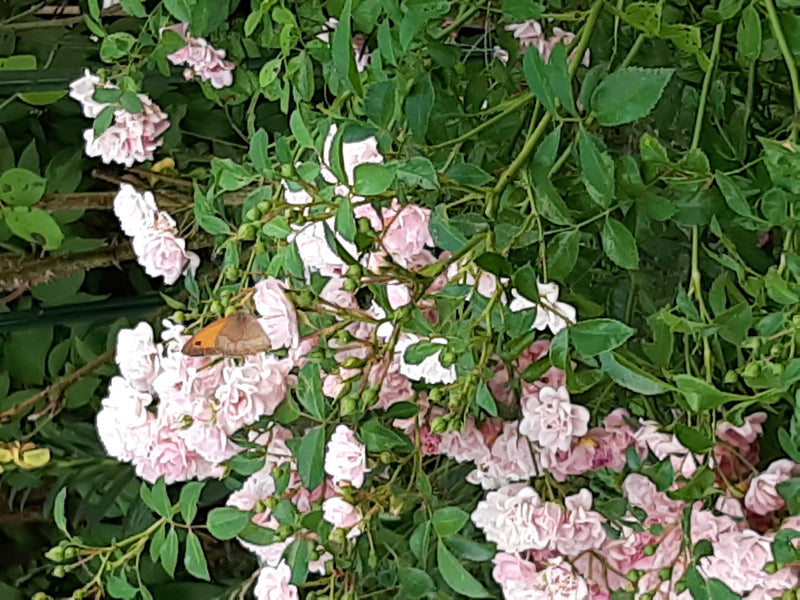 Bruine bosvogel — Bild 1