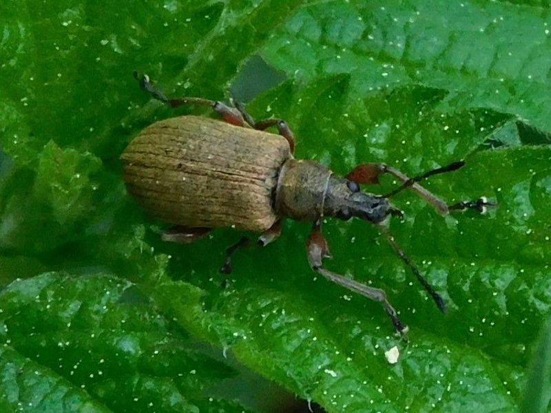 Braunfüßiger Stachelrüssler — Bild 2