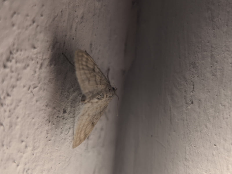 Een kleine spanner is duidelijk zichtbaar rustend op een lichte, gestructureerde muur. Het insect zit met licht geopende vleugels.