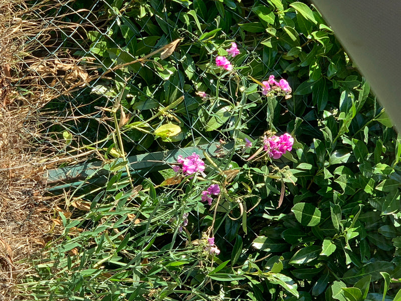 Een bloeiende overblijvende lathyrus klimt met roze bloemen langs een groen gaashekwerk.